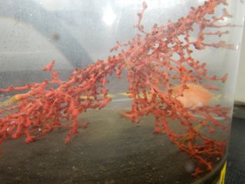 Media type: image;   Invertebrate Zoology 139736
